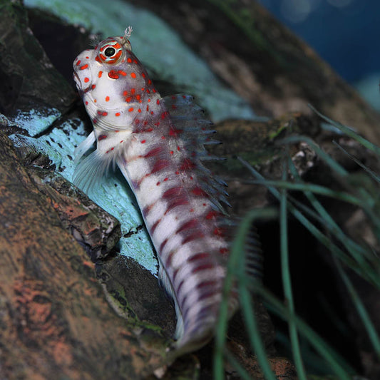 Blenny: Red Spotted