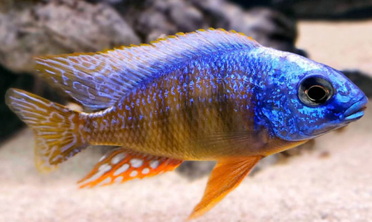 African Cichlid: Taiwan Reef