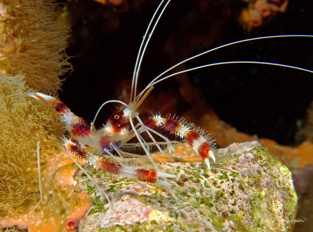 Shrimp: Coral Banded