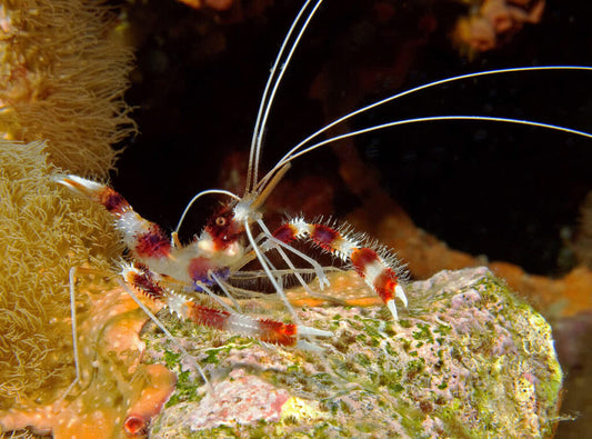 Shrimp: Coral Banded