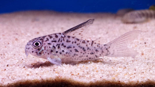 Loreto Corydora