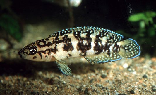 Julidochromis Gombi