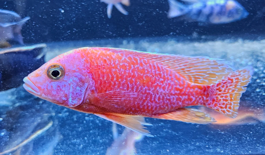 Strawberry Peacock Cichlid