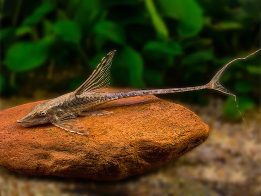 Farlowella Catfish