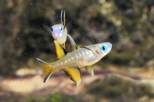 Pacific Signifer Blue Eye Rainbow