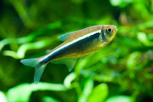 Tetra: Black Neon