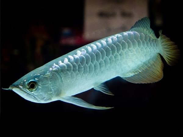 Silver Arowana – Tropical Exotics