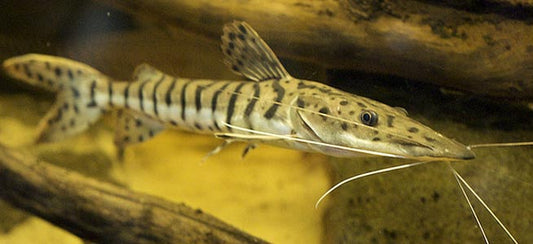 Catfish: Tiger Shovelnose