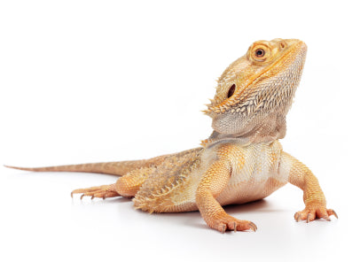 Assorted Sub Adult Bearded Dragon
