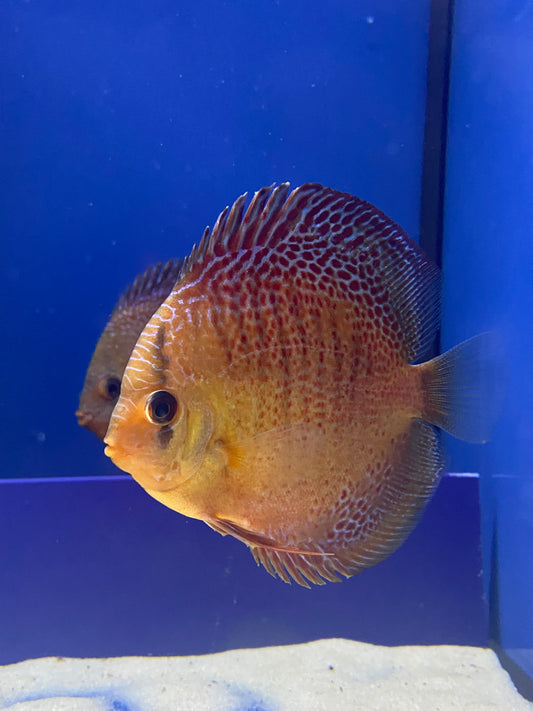 Discus: Snakeskin