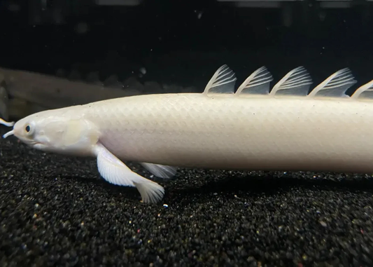 Platinum Senegal Bichir
