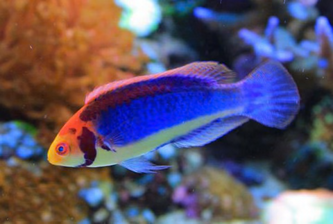 Red Head Solon Fairy Wrasse