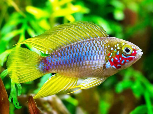 Cichlid: Apistogramma Opal