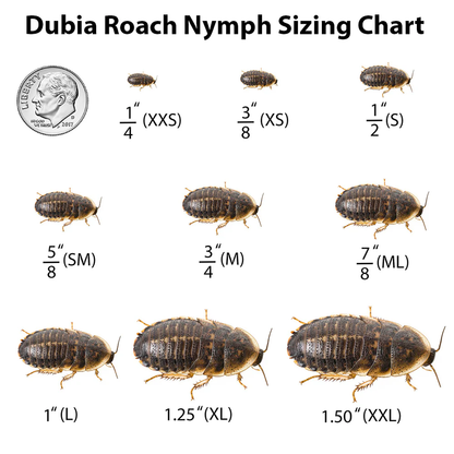 Dubia Roaches