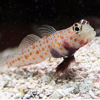 Orange Spotted Watchman Goby