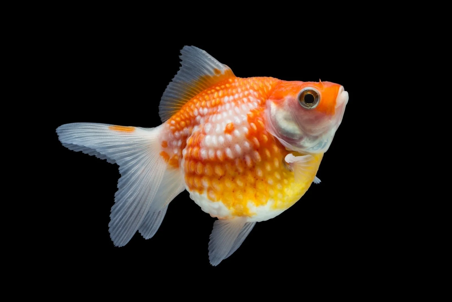 Goldfish: Pearlscale