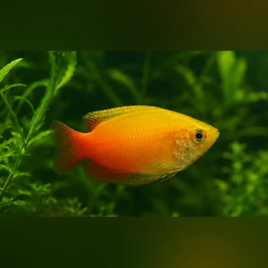 Fire Honey Gourami