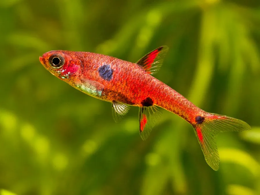 Strawberry Rasbora – Tropical Exotics