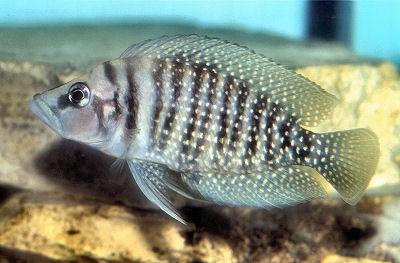 African Cichlid: Pearly Lamprologus