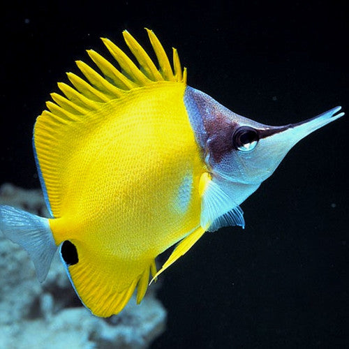Yellow Longnose Butterfly