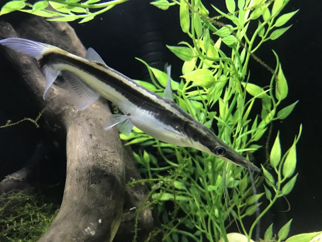 Catfish: Lima Shovelnose