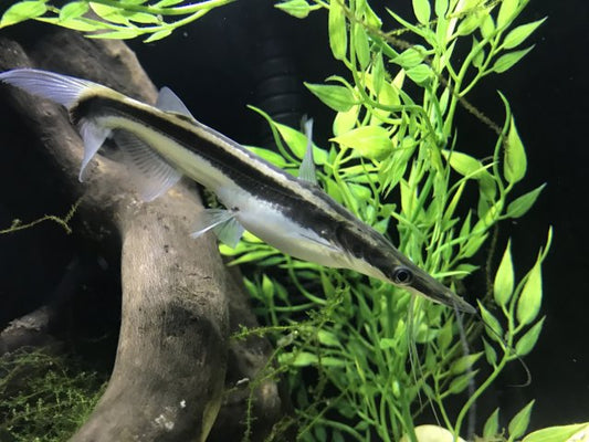 Catfish: Lima Shovelnose