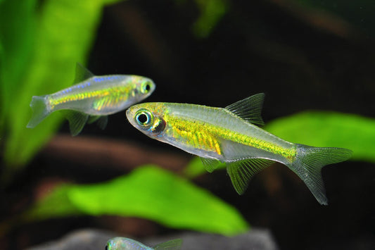 Green Kubotai Rasbora