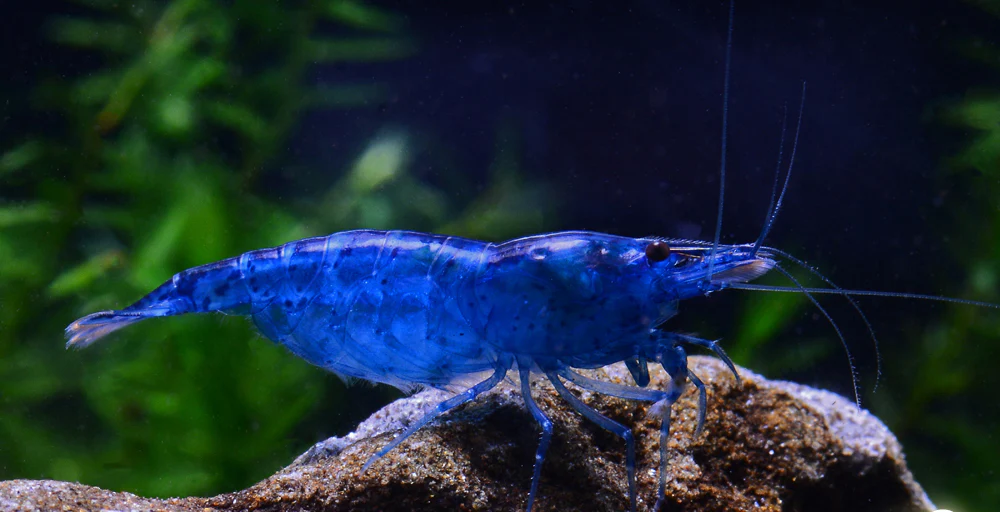 Blue Velvet Shrimp