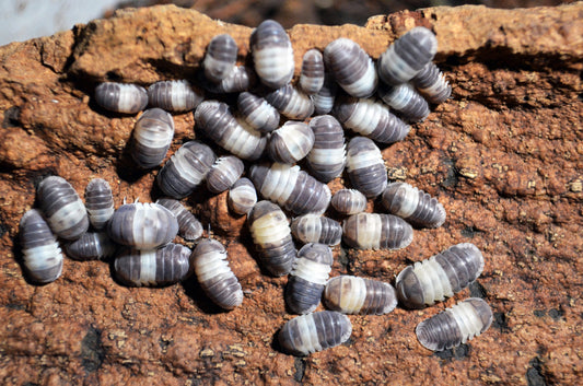 Panda King Isopods