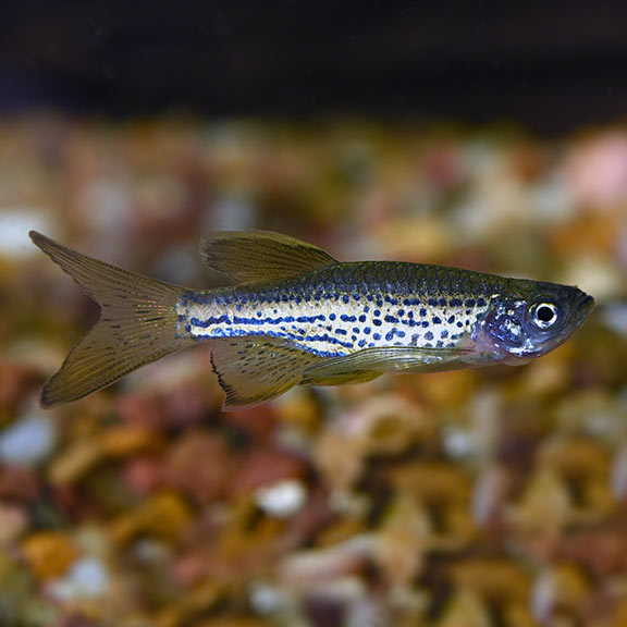Danio: Longfin Leopard