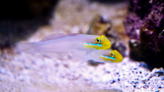 Sleeper Golden Head Goby