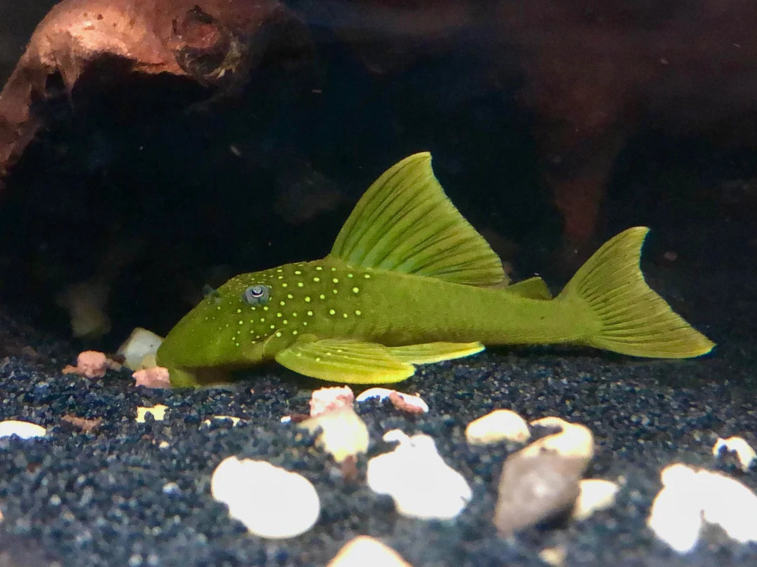 Green Phantom Pleco L200