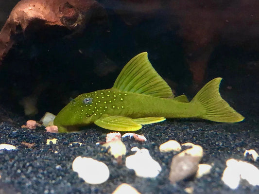Green Phantom Pleco L200