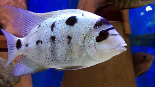 Cichlid: Vieja Argentea