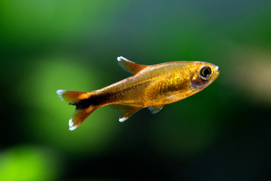Tetra: Silvertip