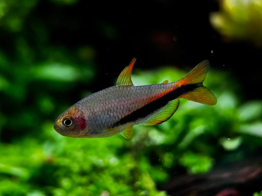 Black Arrow Tetra