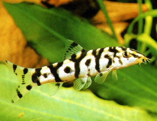 Loach: Pakistani Yo Yo