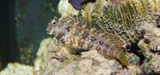 Blenny: Lawnmower