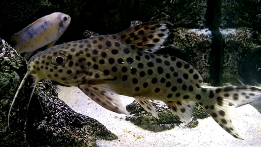 Large Spotted Squeaker Catfish