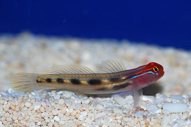 Red Head Goby