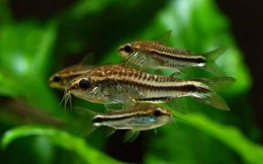 Corydoras: Pygmy