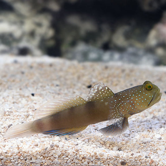 False Yellow Spotted Goby
