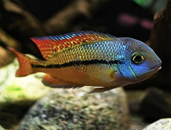 Cichlid: Nicaraguense