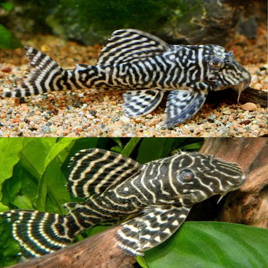 King Tiger Pleco L333