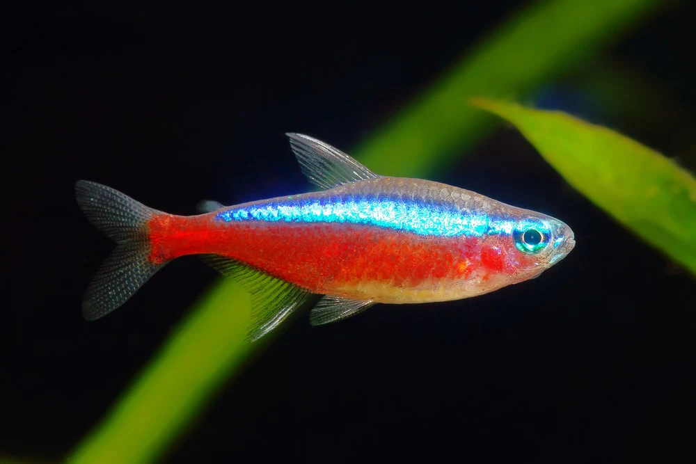 Tetra: Cardinal