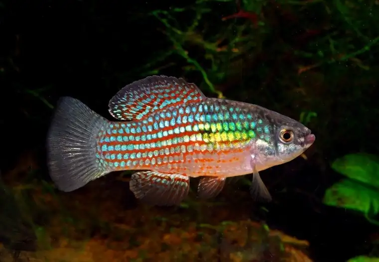 Flagfish: Florida / American