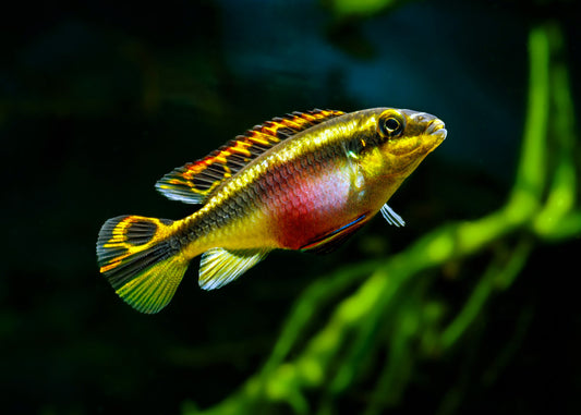 Cichlid: Kribensis