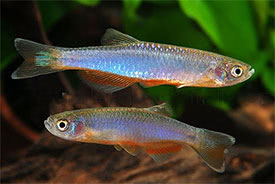 Rosy Danio