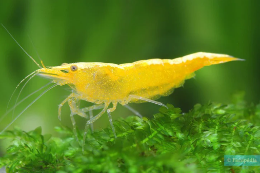 Yellow Shrimp