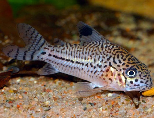Corydoras: Julii